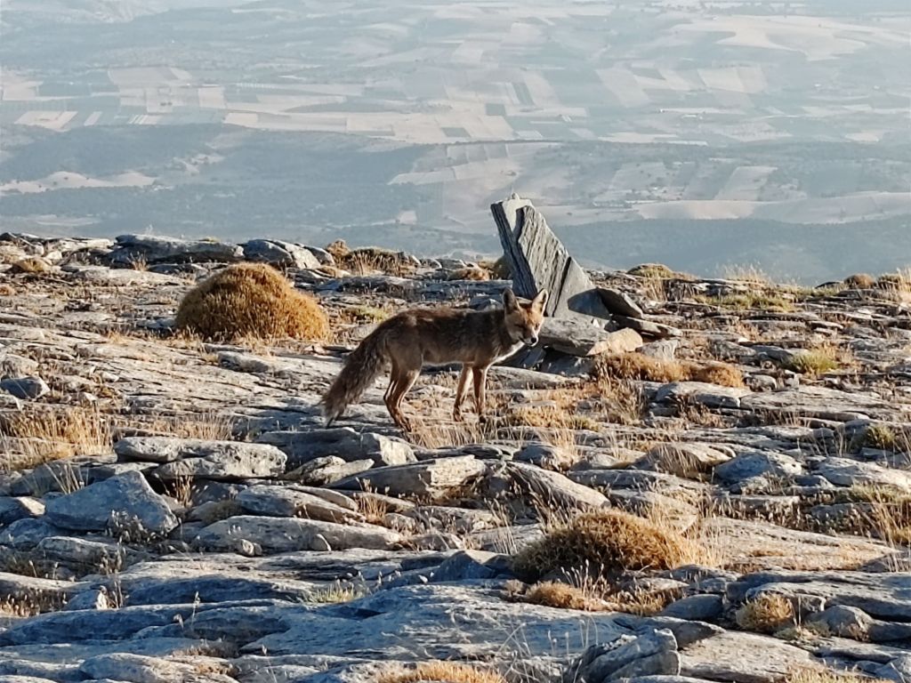 SOTA en el vértice geodésico de La Maroma, EA7/GR-014